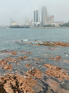 מהפכה ירוקה באוסטרליה: כיצד האזרחים מזעזעים את השלטון